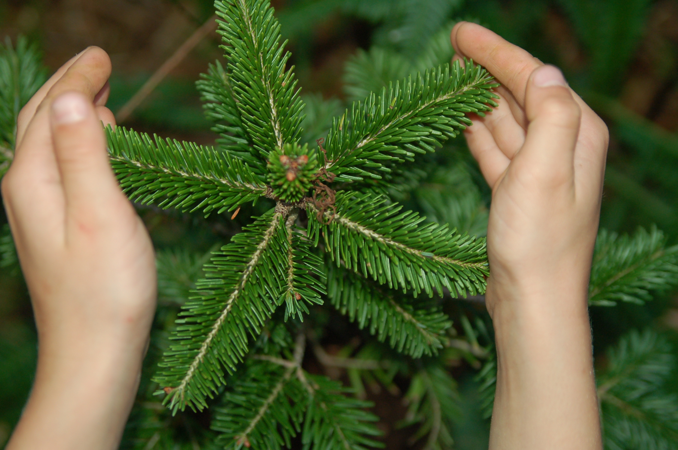 Belinal sustainability